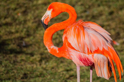 Close-up of orange bird