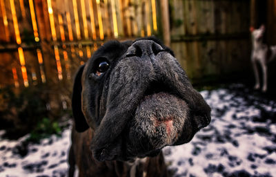 Close-up of horse