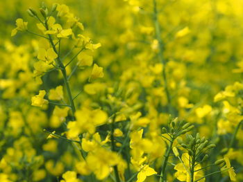 Close-up of yellow flowering plants on field