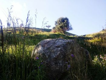 Close-up of grass on field against sky