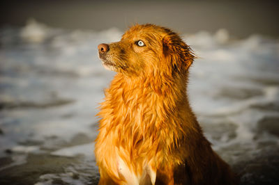 Close-up of dog in water