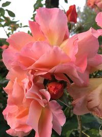 Close-up of pink flowering plants