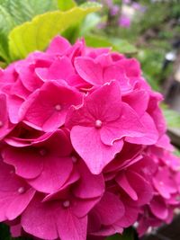 Close-up of pink flowers blooming outdoors