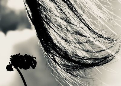 Close-up of flowering plant against sky