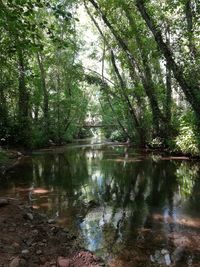 Scenic view of lake in forest