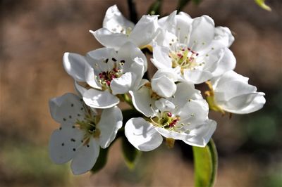 Close-up of white flowers