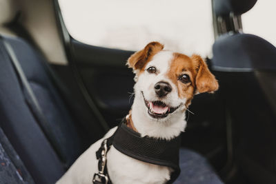 Portrait of dog in car