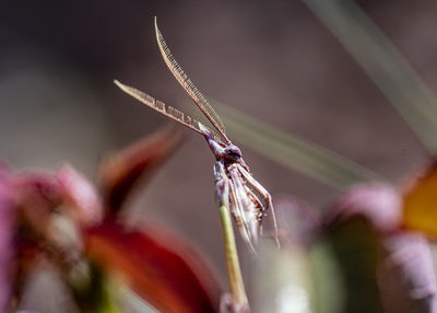 Close-up of insect on flower