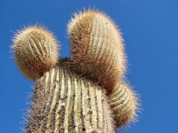 Close-up of cactus against blue sky