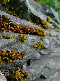 Close-up of moss growing on rock