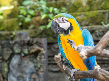 Close-up of gold and blue macaw perching on branch