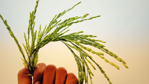 Close-up of hand holding plant