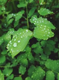 Close-up of raindrops on leaves