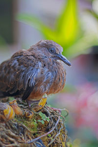 Close-up of bird perching on nest