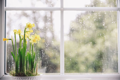 Plants growing on window sill