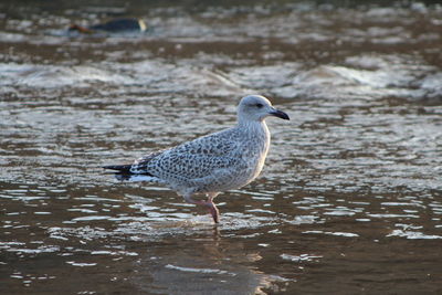 Side view of bird in water