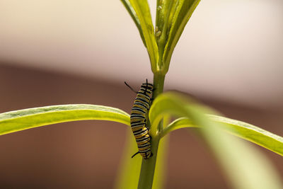 Close-up of caterpillar on leaf