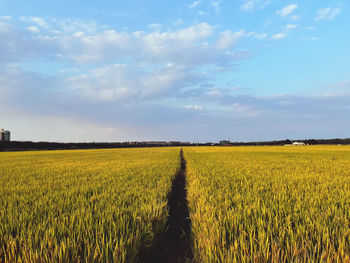 Scenic view of agricultural field against sky