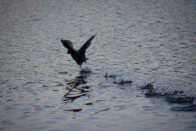 High angle view of bird flying over lake