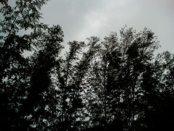 Low angle view of silhouette trees against sky