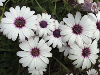 Close-up of daisy flower