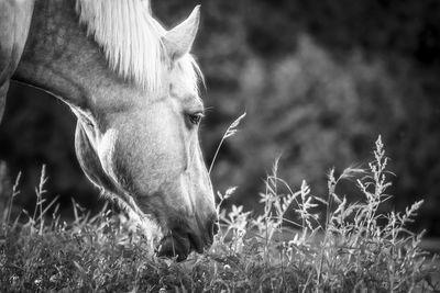 Horse grazing in a field