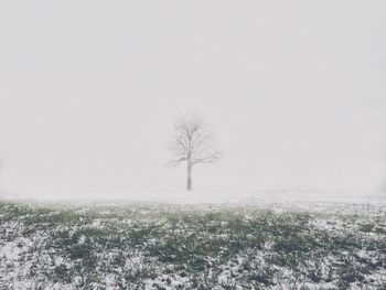 Bare tree on landscape