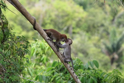 Monkeys on branch in forest