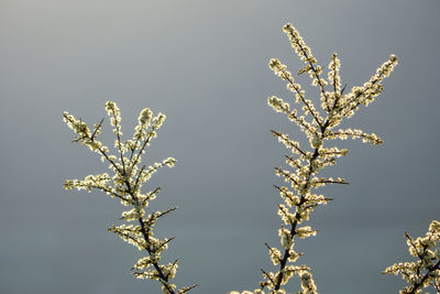 Low angle view of flowering plant against clear sky