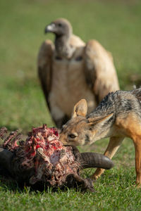 Black-backed jackal gnaws carcase while vulture waits