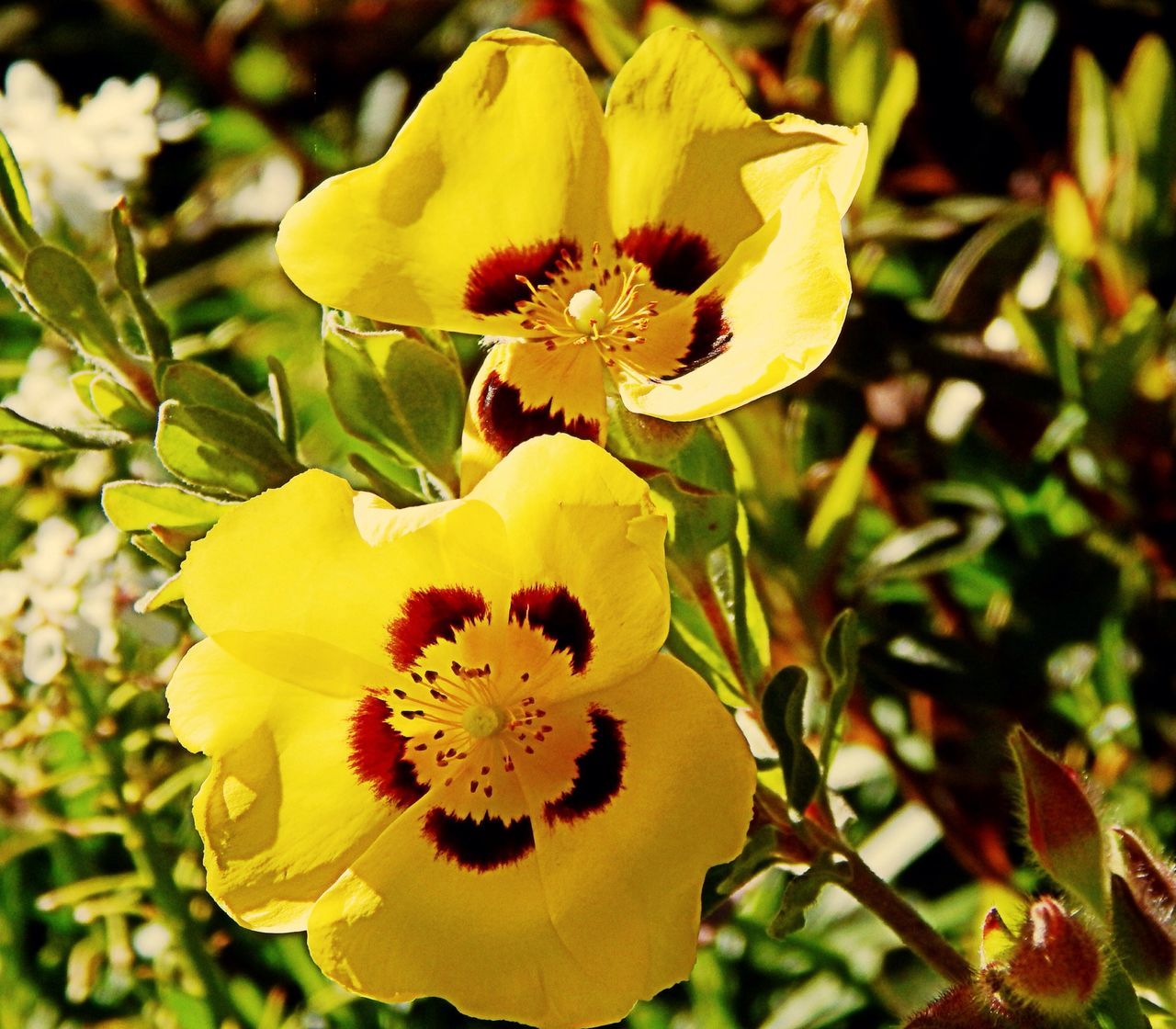 flower, petal, freshness, flower head, fragility, yellow, growth, beauty in nature, close-up, blooming, pollen, focus on foreground, nature, stamen, plant, in bloom, blossom, park - man made space, day, outdoors