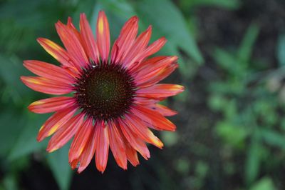 Close-up of red flower