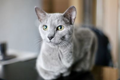 Close-up portrait of cat at home