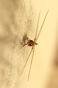 Close-up of insect