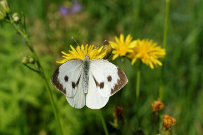 Close-up of insect on yellow flower