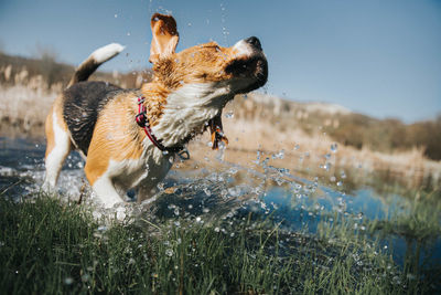 Close-up of dog splashing water against sky