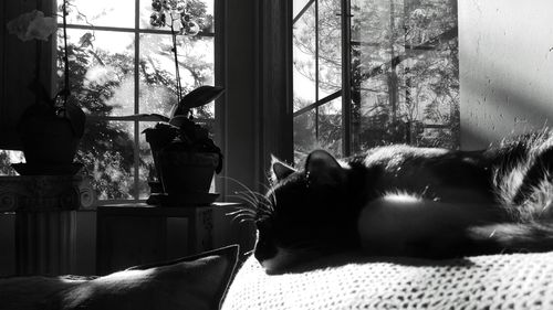 Dog sitting on window sill