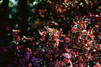 Close up of pink flowers