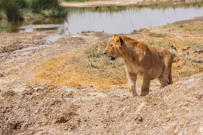 Lion cub on a field