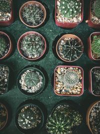 Full frame shot of potted plants