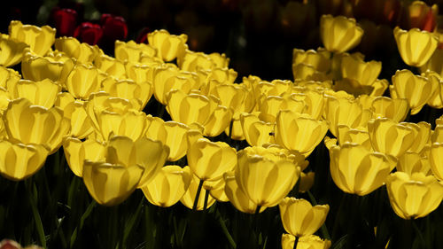 Close-up of yellow tulips