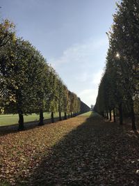 Footpath amidst trees against sky