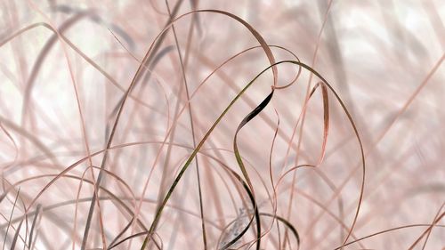 Close-up of dry grass