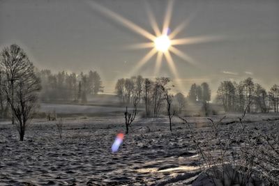 Bare trees on field against sky during winter