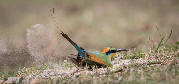 Side view of bird on grass