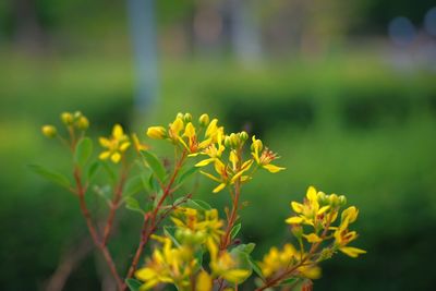 Close-up of yellow flowering plant on field