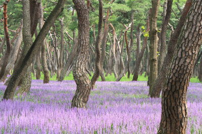 Trees on lavender field