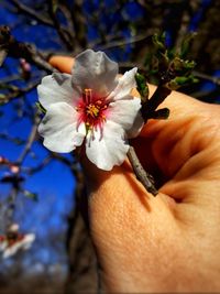 flowering plant