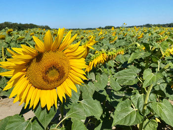 sunflower