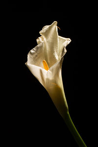 Close-up of flower against black background